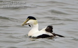 Common Eider