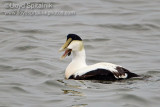 Common Eider