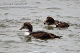 Common Eider