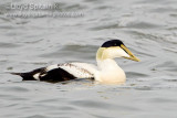 Common Eider
