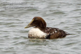 Common Eider (1st winter male)