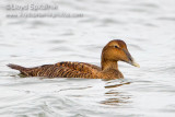 Common Eider (female)