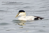 Common Eider