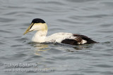 Common Eider