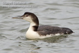 Common Loon