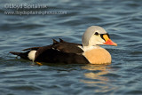 King Eider
