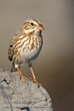 Ipswich Savannah Sparrow