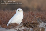 Snowy Owl