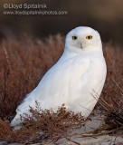 Snowy Owl