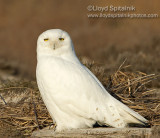 Snowy Owl