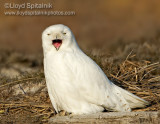 Snowy Owl