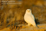 Snowy Owl