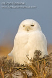 Snowy Owl