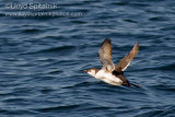 Common Murre