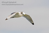 Black-legged Kittiwake