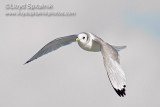 Black-legged Kittiwake