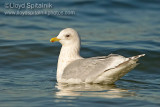 Iceland Gull