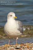 Iceland Gull