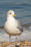 Iceland Gull