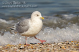 Iceland Gull