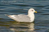 Iceland Gull
