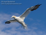 Northern Gannet
