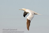 Northern Gannet