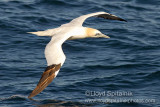 Northern Gannet