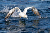 Northern Gannet