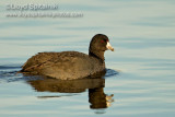 American Coot