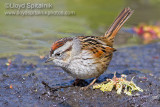 Swamp Sparrow