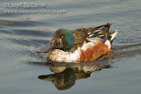 Northern Shoveler (male)