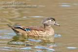 Wood Duck (female)