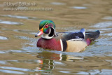 Wood Duck