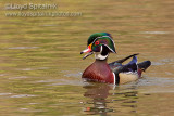 Wood Duck