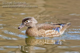 Wood Duck (female)