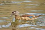 Wood Duck (female)