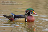 Wood Duck 