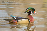 Wood Duck 