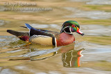 Wood Duck 