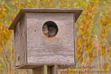 Barn Owl
