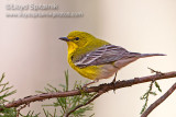 Pine Warbler
