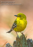 Pine Warbler