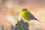 Pine Warbler