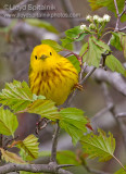 Yellow Warbler
