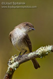 Eastern Phoebe