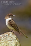 Eastern Phoebe