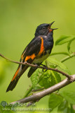 American Redstart