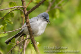 Blue-gray Gnatcatcher