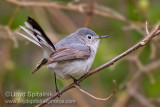 Blue-gray Gnatcatcher (female)